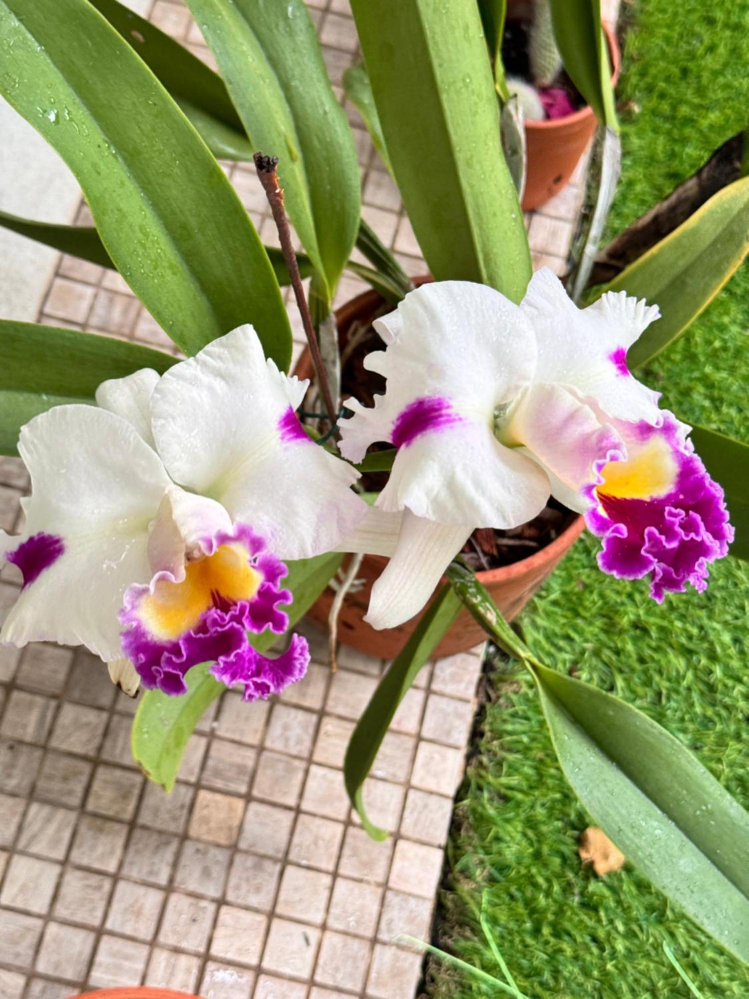 Ocean Garden I Villa *