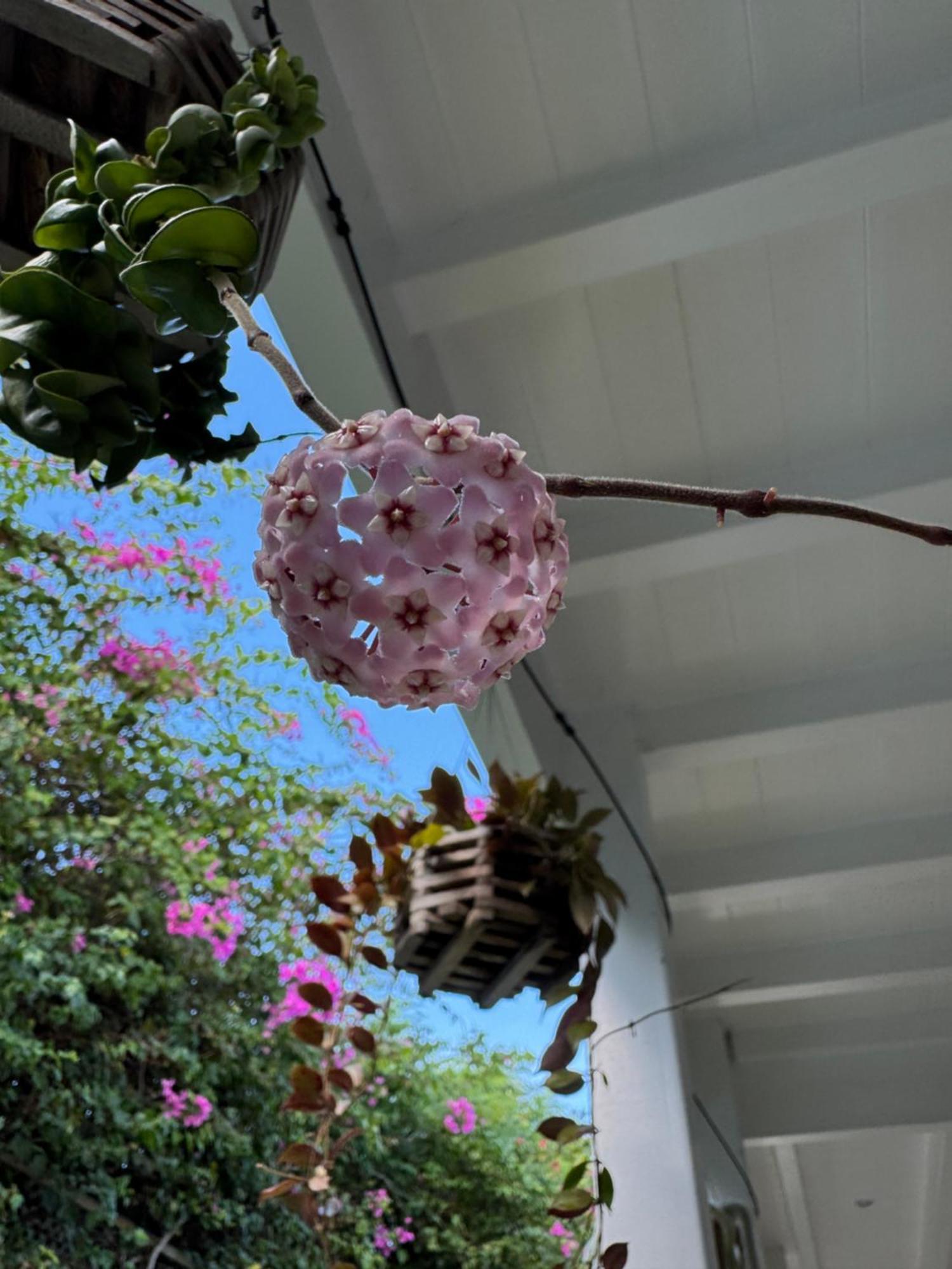 Villa Ocean Garden I *